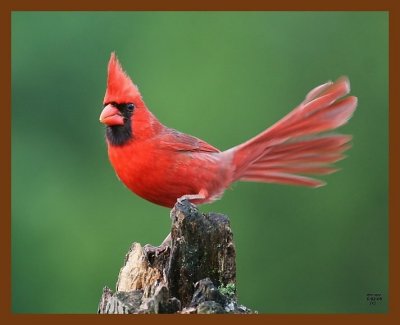 cardinal 5-2-08 4c058b.JPG