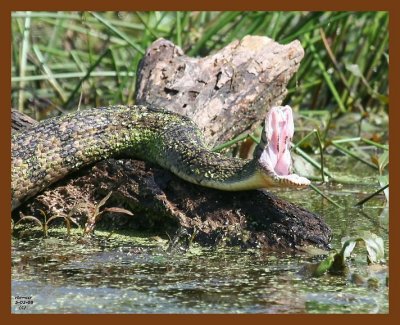 watersnake-diamond-back 5-2-08 4c182b.JPG
