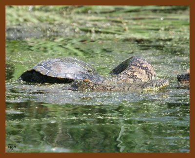 slider-watersnake-d-b 5-2-08 4c160b.JPG
