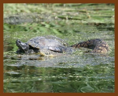 slider-watersnake-d-b 5-2-08 4c158b.JPG
