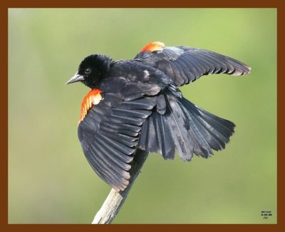 red-wing blackbird 5-5-08 4c679b.JPG