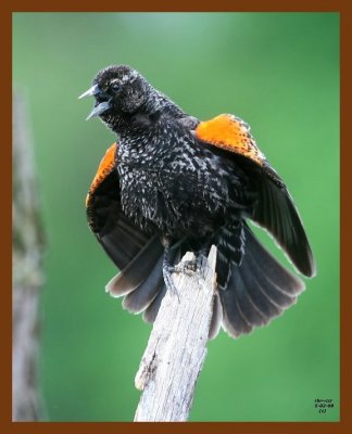 red-wing blackbird 5-2-08 4c109b.JPG