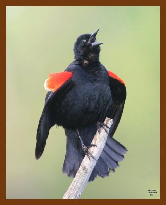 red-wing blackbird 5-5-08 4c632b.JPG