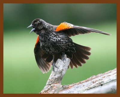 red-wing blackbird 5-3-08 4c352b.JPG