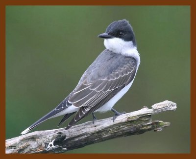 eastern-kingbird 5-2-08 4c100b.JPG