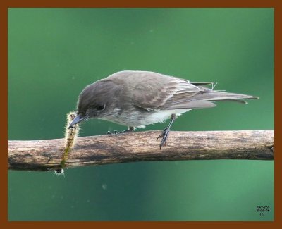 eastern phoebe 5-6-08 4c897b.JPG