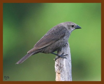 brown-headed cowbird 5-5-08 4c639b.JPG