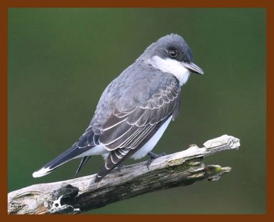 eastern-kingbird 5-2-08 4c095b.JPG