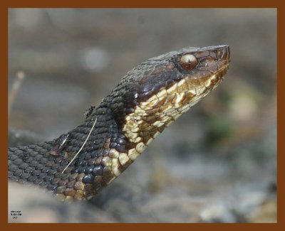cottonmouth 5-1-08 4c030b.JPG