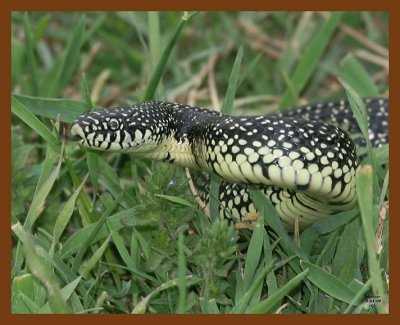 kingsnake-speckled 5-1-08 4c048b.JPG