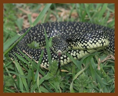 kingsnake-speckled 5-1-08 4c043b.JPG