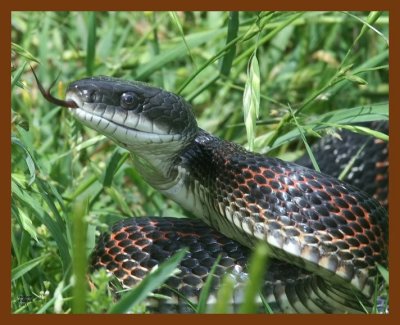 ratsnake-oc 5-9-08 4c559b.JPG