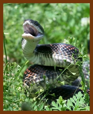 ratsnake-oc 5-9-08 4c573b.JPG