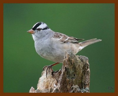 white-crowned sparrow 5-1-08 4c945b.JPG
