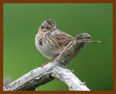 lincolns-sparrow 5-1-08 4c950b.JPG