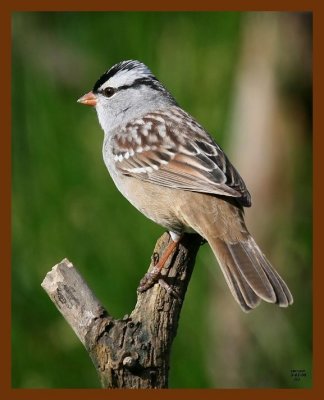 white-crowned sparrow 5-2-08 4c081b.JPG