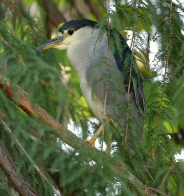 Black Crowned Night Herons