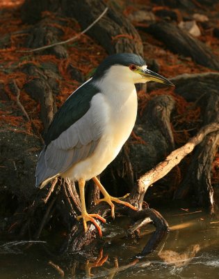 la_county_arboretum_night_herons