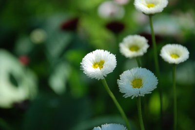 DSC_0188.JPG