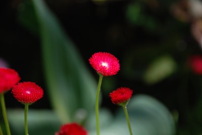 DSC_0190.JPG