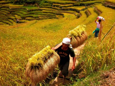 Bontoc: Malegcong