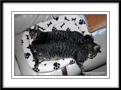 Maya & Minnie - My 2 gurlz sleeping in their bed
