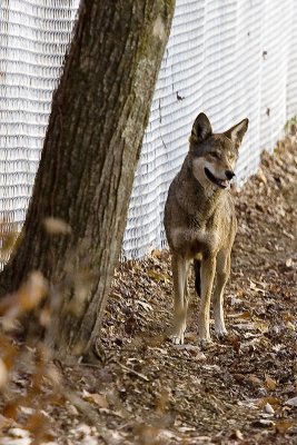 Red Wolf_0045