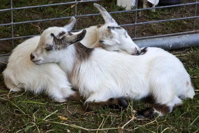 Baby Goats_0021