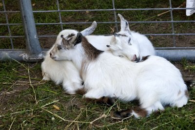 Baby Goats_0023