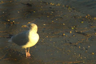 Sunlit Seagulls 2