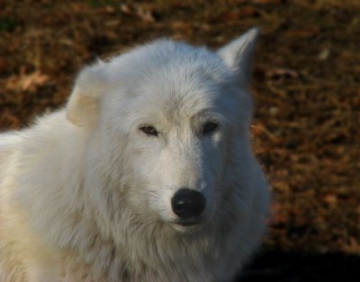 Meet ApacheThe Alpha Wolf