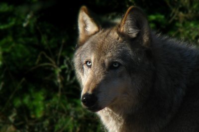 Lukas Closeup 1