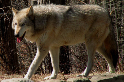 Wolves 3-22-08 53.jpg