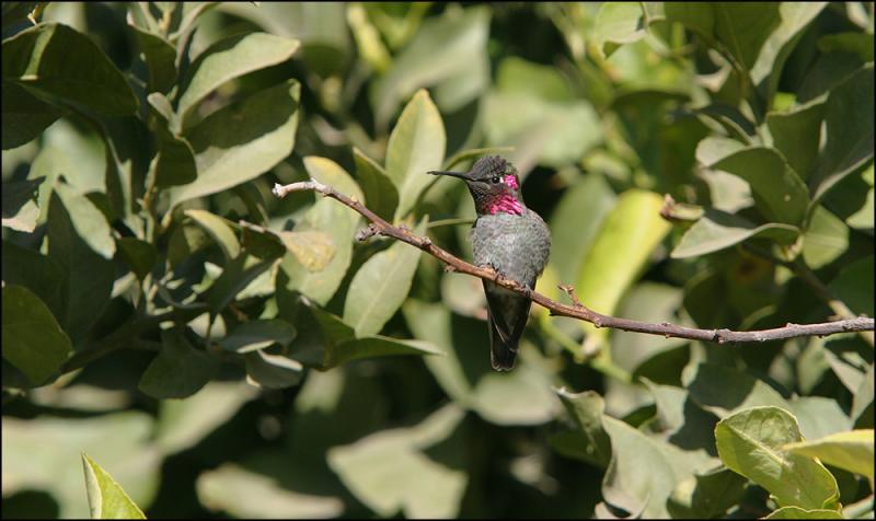 Annas Hummingbird