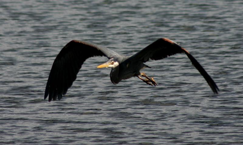 Great Blue Herons