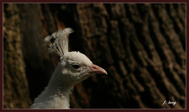 Peafowl