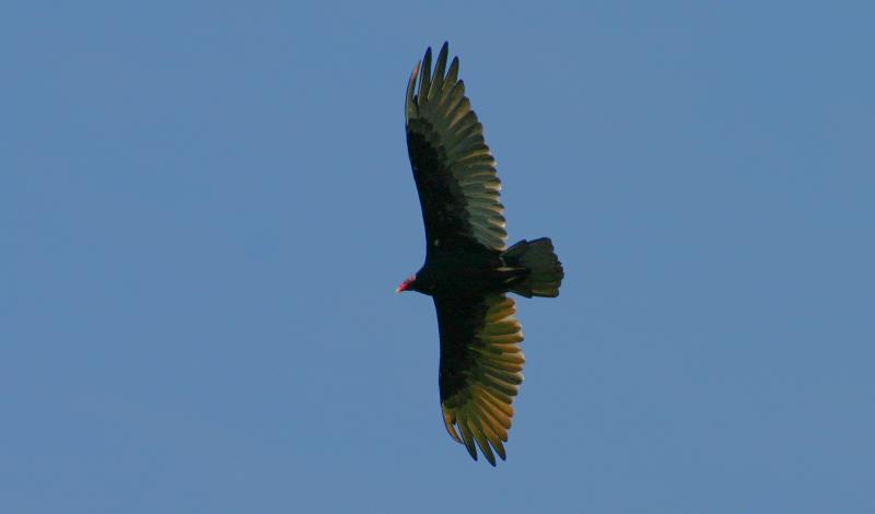 Turkey Vultures - 3