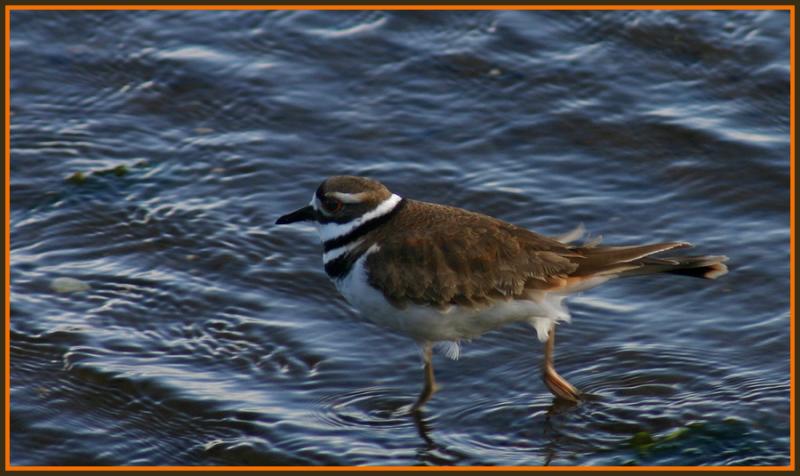 Kildeer