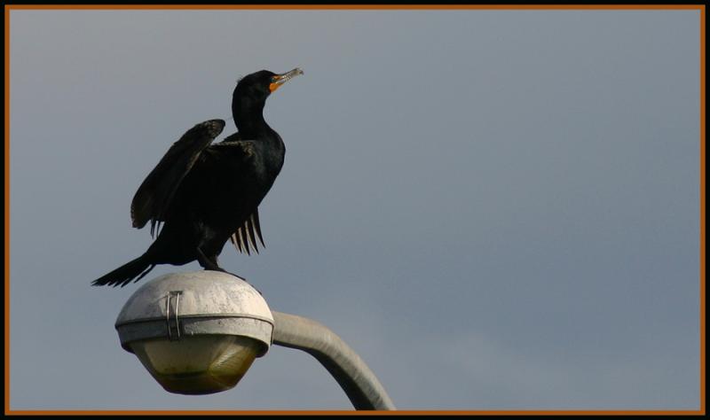 Double Crested Cormorant