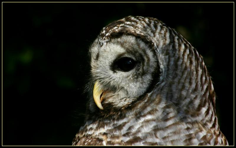 Barred Owl - 1