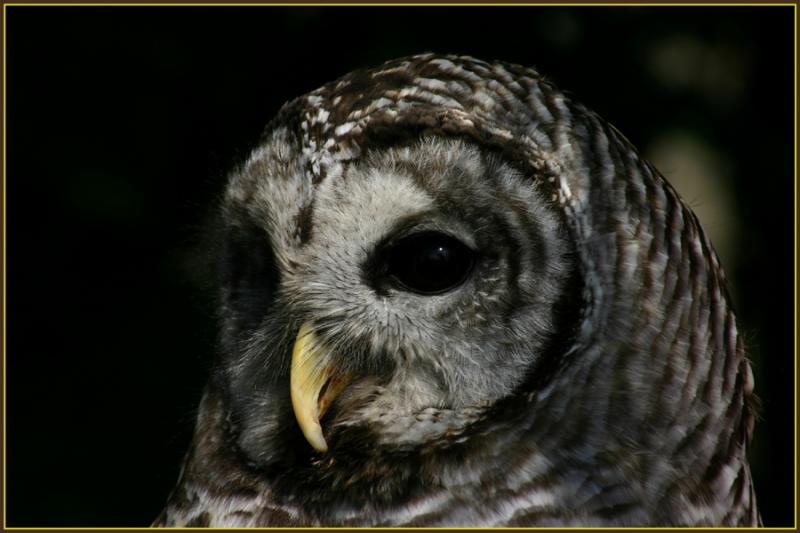 Barred Owl - 3