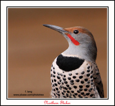 Northern Flicker