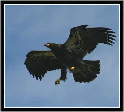 Bald Eagle (immature) landing
