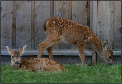 Columbia Blacktail Deer - fawns