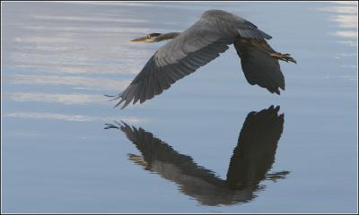 Great Blue Herons