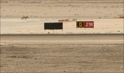 Lone coyote brings mighty U.S. Airforce to a standstill