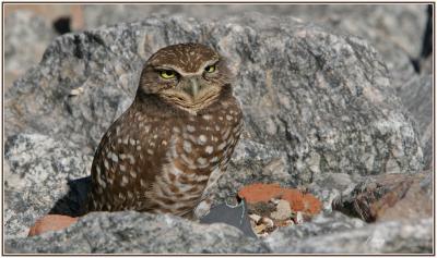 Burrowing Owl