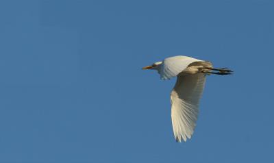 Great White Egret aka Common Egret