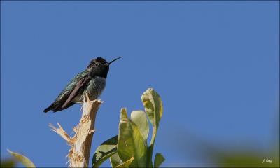 Hummingbird