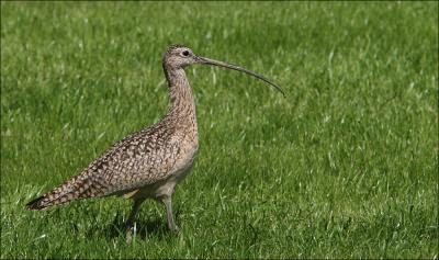 Long-billed Curlew